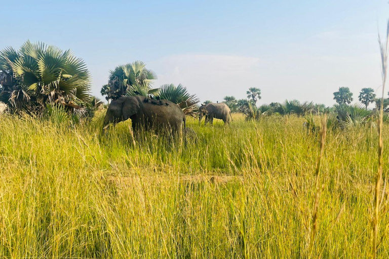 Uganda: 3-Day Murchison Falls & Kibale Chimpanzee Trekking