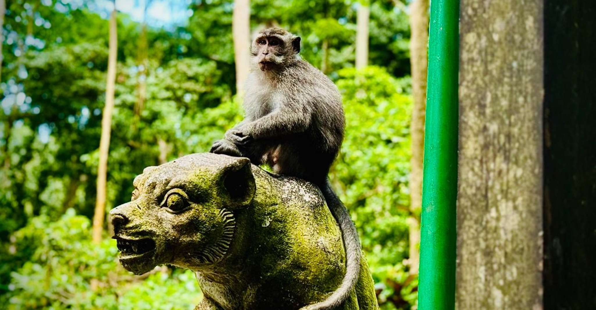 Ubud: Sacred Monkey Forest Sanctuary Ticket and Guided Tour