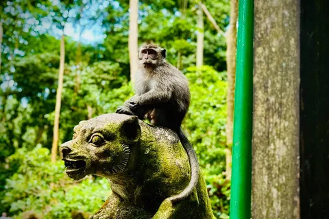 Ubud: Entrada y tour guiado al Santuario del Bosque Sagrado de los Monos
