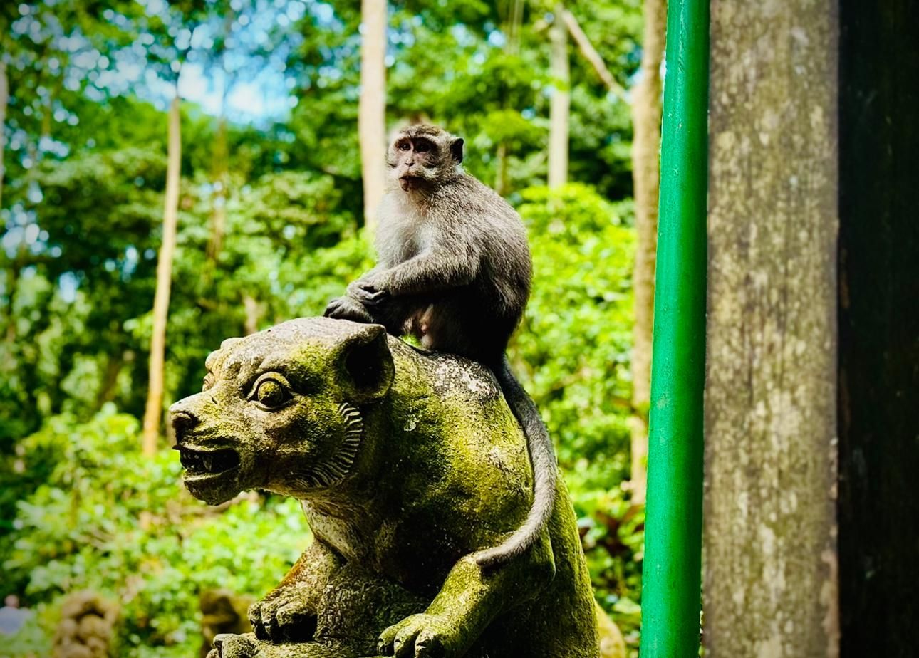 Ubud: Ticket für das Heilige Affenwald-Schutzgebiet und geführte Tour