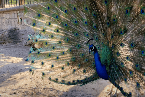 Rhodes: Butterfly Valley and Filerimos Hill Bus Trip