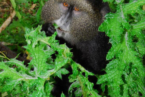 From Kigali: 1 Day Golden Monkey Trek in Volcanoes NP