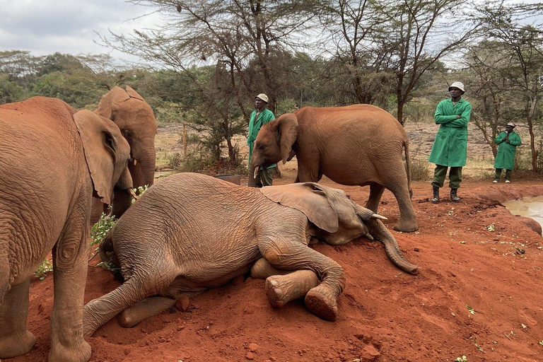 Depuis Nairobi : Parc national, centre pour bébés éléphants et girafes