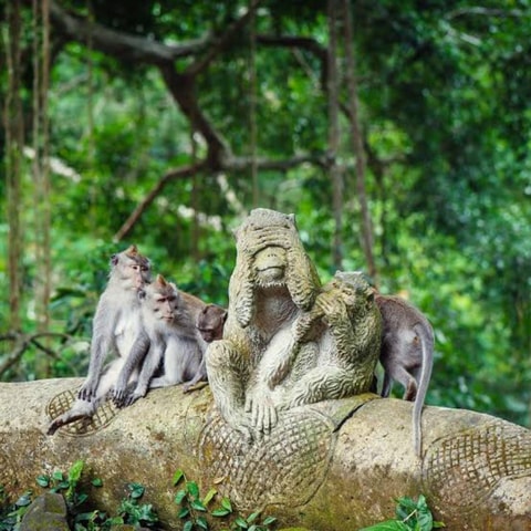 Bali ubud : monkey forest, waterfall , temple