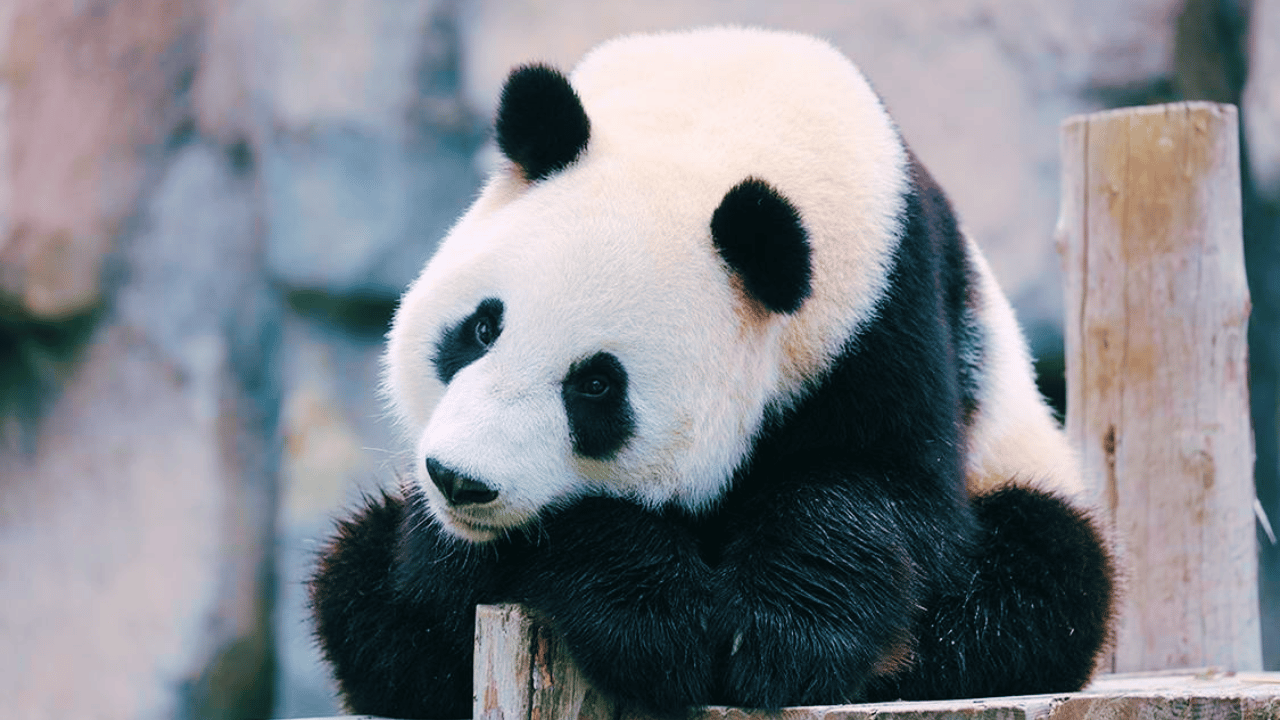Shanghai: Wild Animal Park Ticket