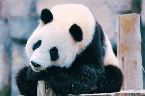 Shanghai: Biljett till Wild Animal Park