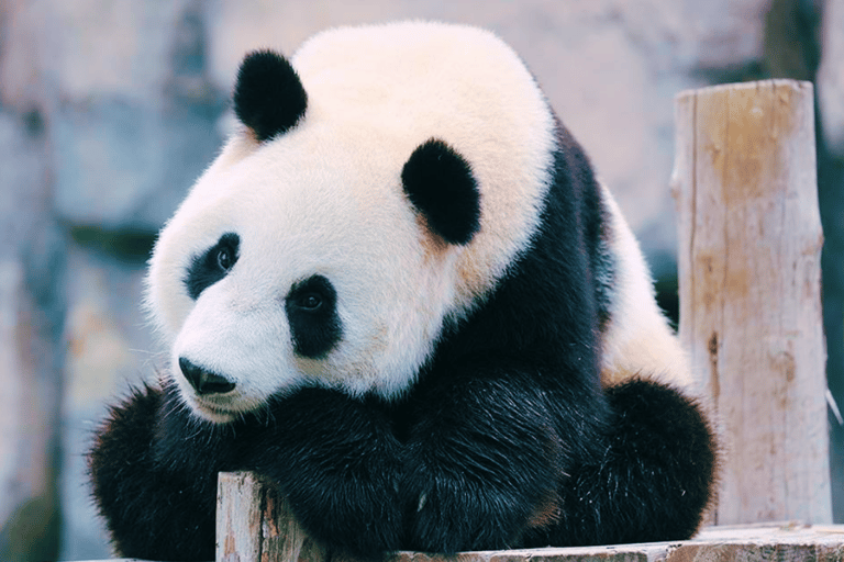 Shanghai: Biljett till Wild Animal Park