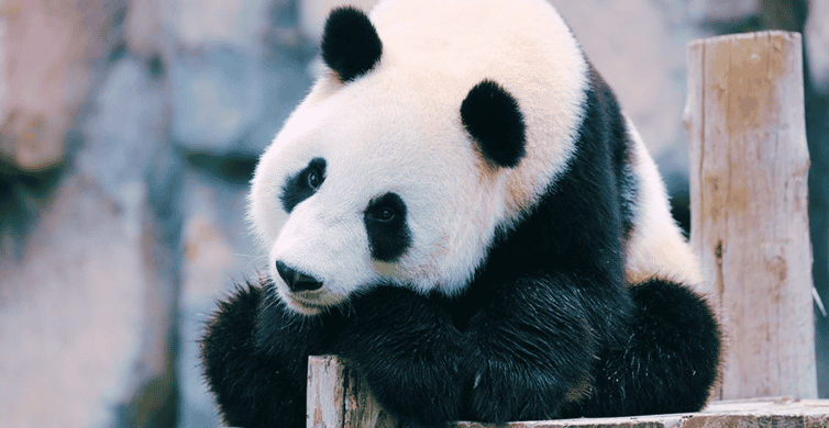 Shanghai: Wild Animal Park Ticket