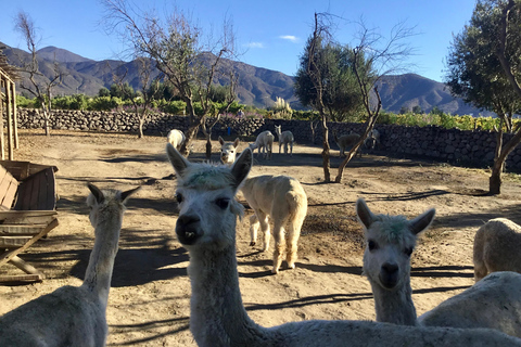 Vineyard, Valparaiso, Horseback Riding, Sea L &amp; BBQ Day Trip