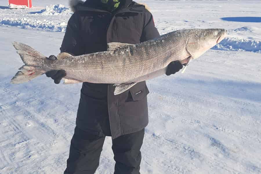 Yellowknife: Ultimatives Eisfischen mit Mittagessen. Foto: GetYourGuide