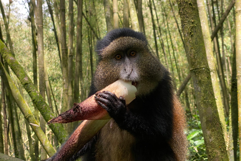 4-Day Rwanda golden monkey and Culture Safari 4-Day Rwanda golden monkey and Culture Safaris