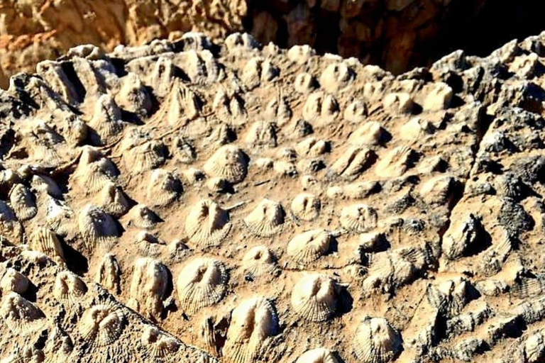 Shared Tour: Nizwa Fort, Souq, Birkat Al Mouz & Jebel Akhdar