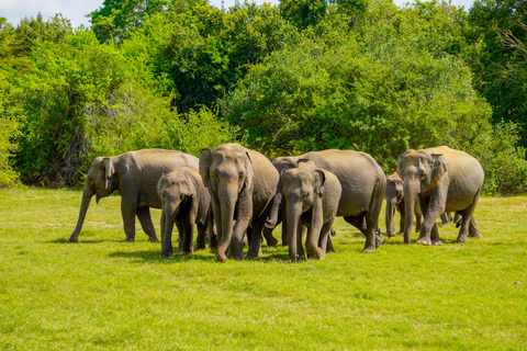 Sigiriya Rock Hike & Minneriya Elephant Safari – Day Tour Sigiriya Pickup & Drop off with Safari
