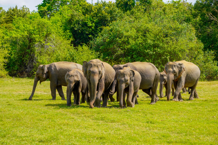 Sigiriya Rock Hike & Minneriya Elephant Safari – Day Tour Sigiriya Pickup & Drop off with Safari