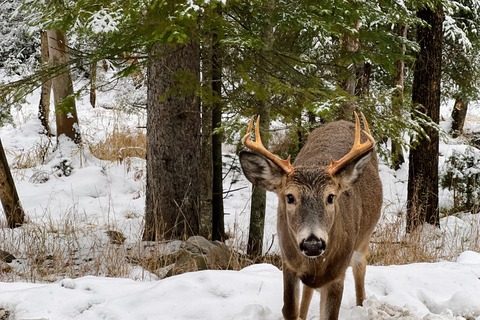 Montreal: Omega Park Private Tour with Pickup & Guide