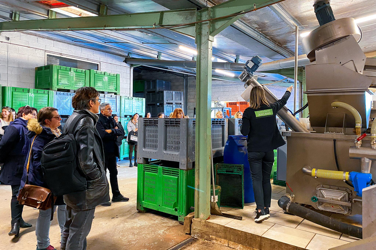 Saint Gilles: Tour of an olive oil mill in an organic olive grove Saint Gilles: Tour of an olive oil mill in an organic olive grove