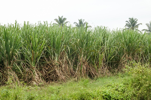 Private: Dominican Countryside Buggy Adventure