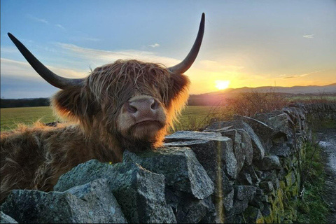 Mucche delle Highlands, Walk Alpacas e Centro della fauna selvatica scozzese