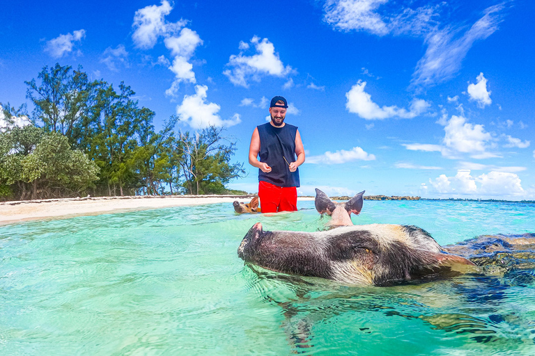 Nassau: Pigs Beach Trip by Boat with Swimming and Feeding