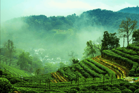 Desde Shanghai: Excursión privada de un día a Hangzhou en tren bala