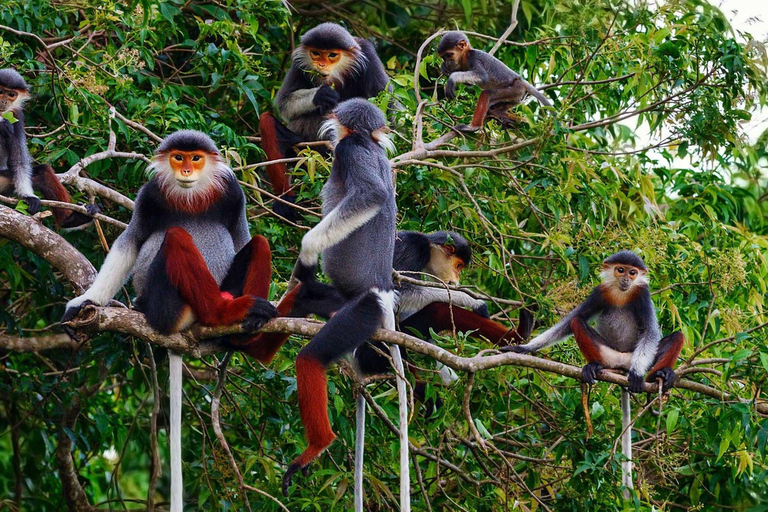 De beste gemakkelijke trektocht door het nationale park Cuc Phuong