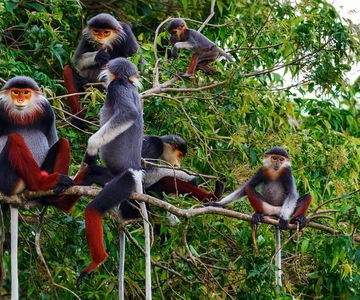 Ninh Binh: Parque Nacional de Cuc Phuong 1 dia Grupo pequeno