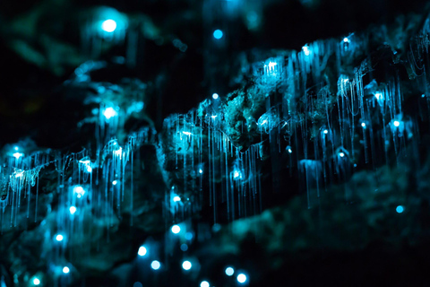 Från Auckland: Dagsutflykt till Waitomo Glow Worm Caves