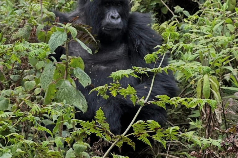 5-Day Gorilla Trekking & Wildlife Safari Experience