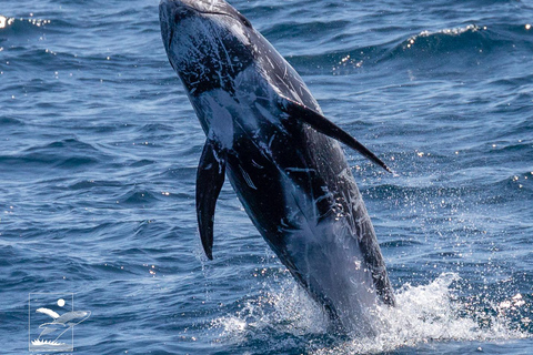 Twilight Tour with San Diego Natural History Museum Whalers Twilight Tour with San Diego Natural History Museum Whalers!