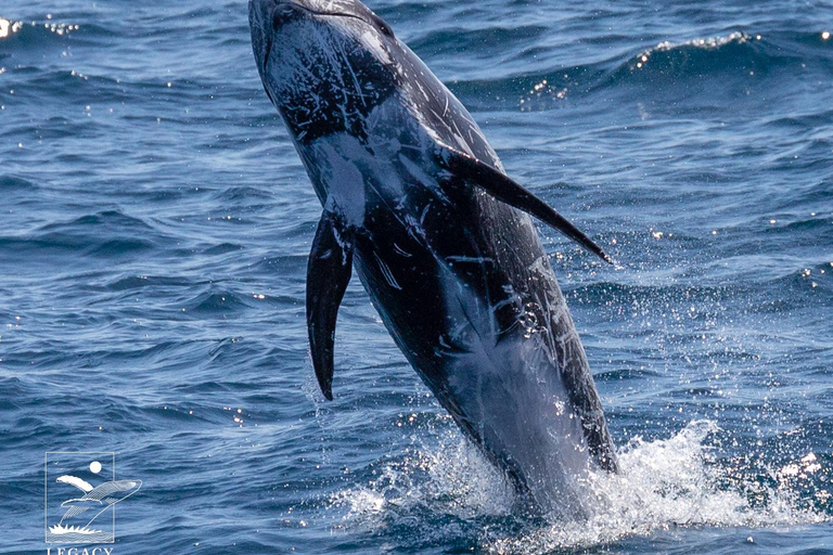 Twilight Tour with San Diego Natural History Museum Whalers Twilight Tour with San Diego Natural History Museum Whalers!