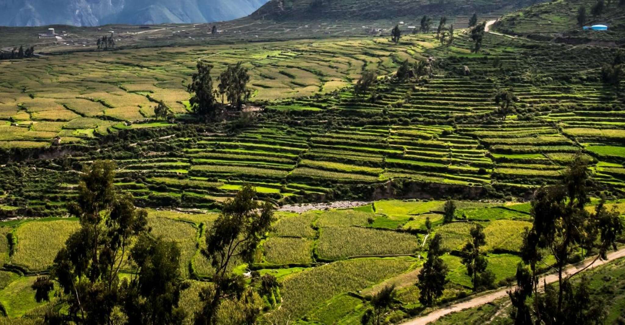 From Arequipa |Excursion to the Colca Canyon ending in Puno. - Housity