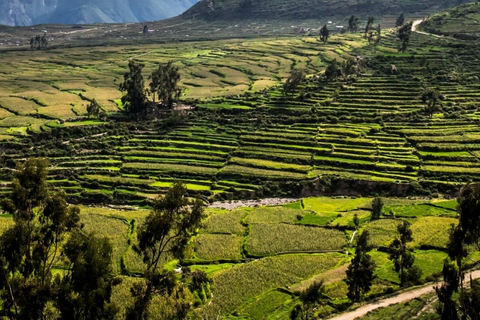 Excursão de dois dias ao Colca Canyon, terminando em Arequipa