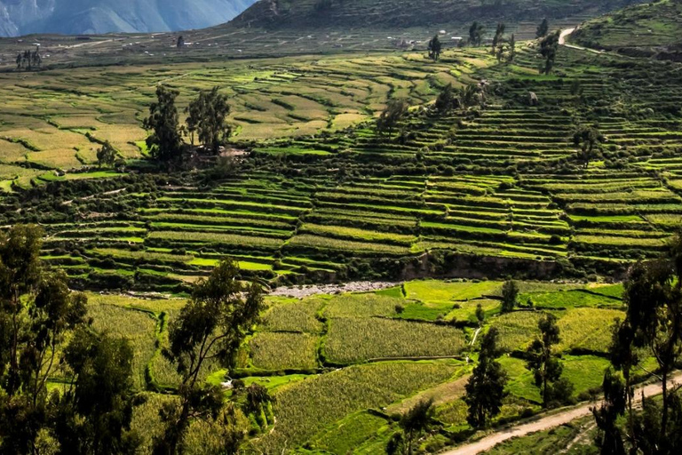 Excursão de dois dias ao Colca Canyon, terminando em Arequipa