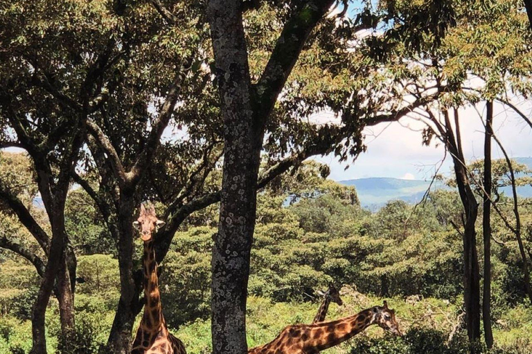 Nairobi: Giraffe Center Day Trip