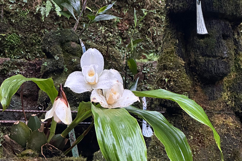 Birdwatching to Biotopo del Quetzal from Antigua Guatemala