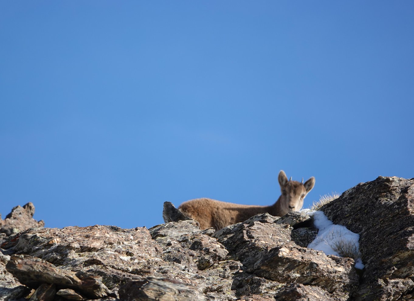 Fra Granada: Sierra Nevada Safari Tour til 2500 meters højde