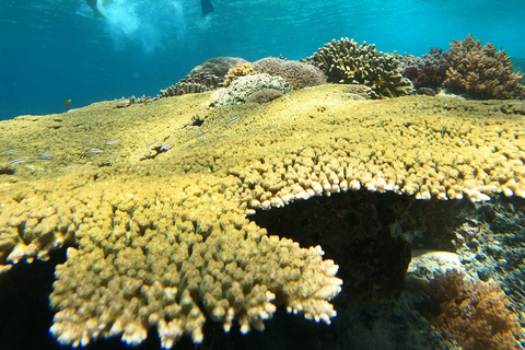 Gili Trawangan : Snorkel en grupo/compartido 3 islas Gili