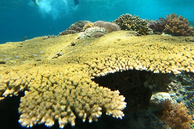 Gili Trawangan : Snorkel en grupo/compartido 3 islas Gili