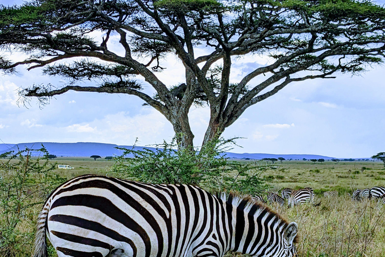 Arusha: excursión de un día al Santuario de Vida Silvestre Serval con almuerzoArusha: excursión de un día al Santuario de Vida Silvestre Serval con almuerzo incluido
