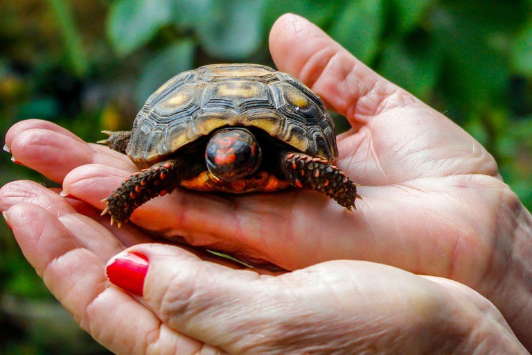 Bali: Glass Bottom Boat & Turtle Conservation Tour