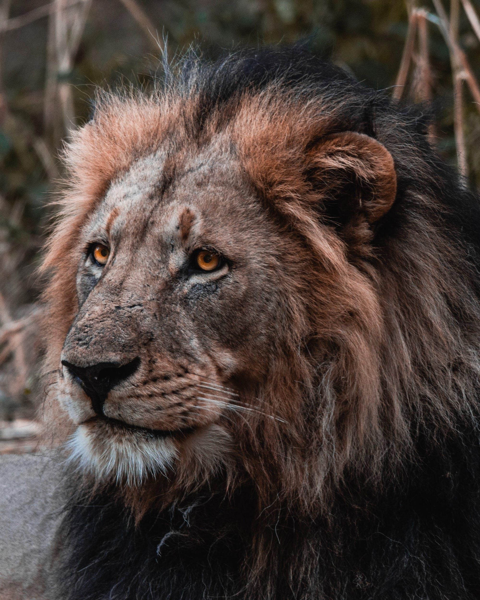 Safari im Schotia Private Game Reserve