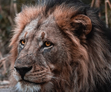 Safari im Schotia Private Game Reserve