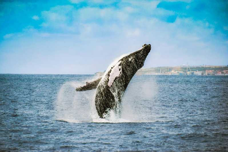 Da Ponta Delgada: tour con avvistamento di balene e delfini