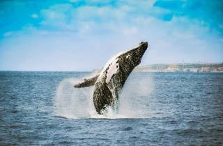 Ab Ponta Delgada: Delfin- und Whale Watching Tour