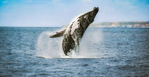 Von Ponta Delgada aus: Ausflug zur Wal- und Delfinbeobachtung
