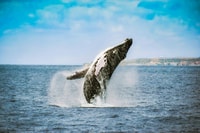 From Ponta Delgada, Whale and Dolphin Watching Trip - Housity