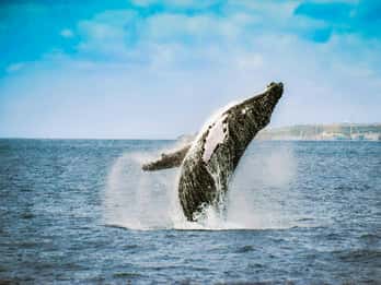 Desde Ponta Delgada: Excursión de Avistamiento de Ballenas y Delfines