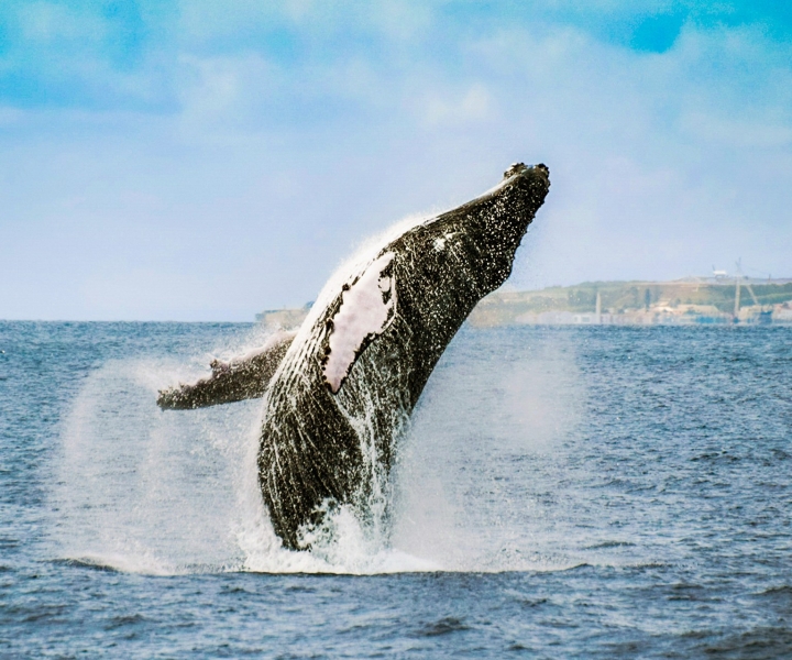 Da Ponta Delgada: tour con avvistamento di balene e delfini