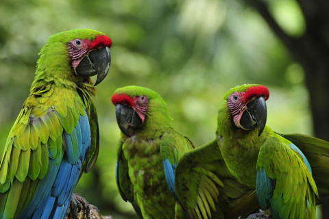 COSTA RICA:UPPTÄCK COSTARICAS VILDA DJUR-STRAND &amp; SKOG 2VECKOR