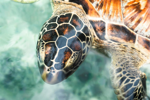 Salaam cave nage avec les tortues de mer à kizimkazi